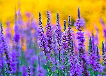 《小小世界》最新预告片在未来夏季游戏展上首映！《小小世界》 Demo 将于 10 月发布